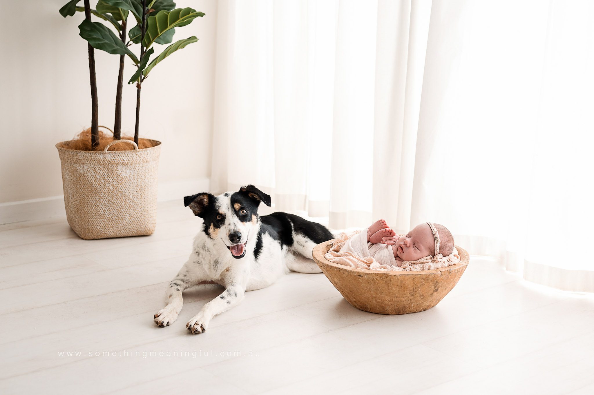 A black and white dog lies on a white floor next to a wooden bowl holding a sleeping baby wrapped in a pink blanket, creating the perfect family photoshoot with pets. A potted plant sits in the background near sheer white curtains.