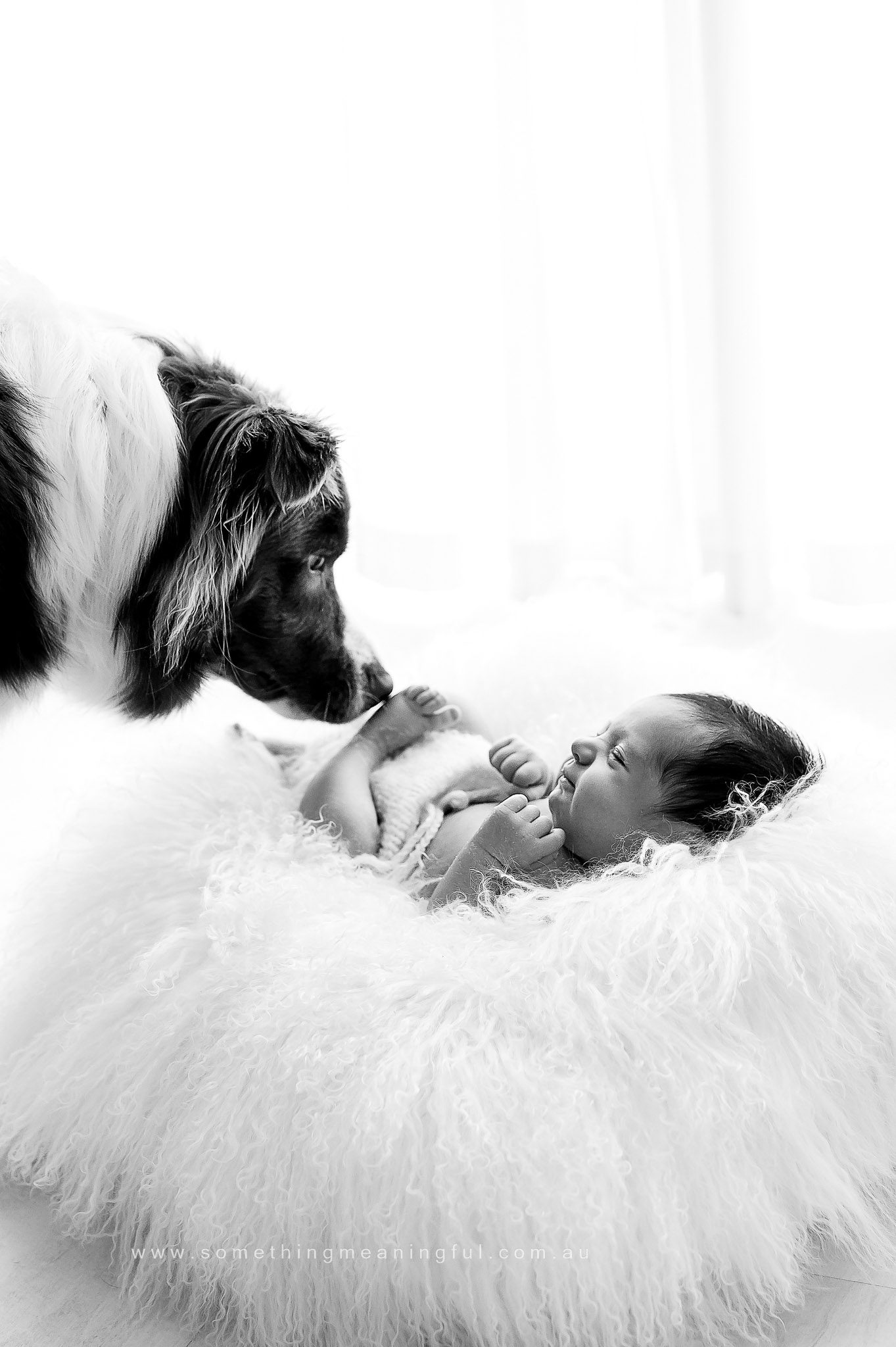 A black and white photo of a dog gently sniffing a newborn baby lying on a fluffy white blanket, with soft light streaming in—a tender moment from a family photoshoot with pets.
